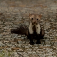 Kuna domowa - Beech marten