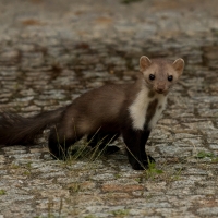 Kuna domowa - Beech marten