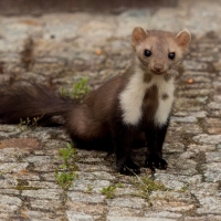 Kuna domowa - Beech marten