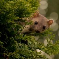 Kuna domowa - Beech marten