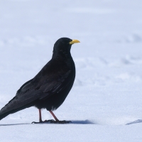 Wieszczek - Yellow-billed Chough