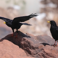 Wieszczek - Yellow-billed Chough