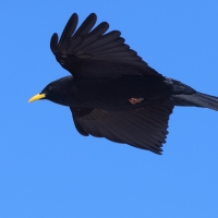 Wieszczek - Yellow-billed Chough