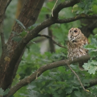 Puszczyk - Tawny Owl