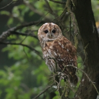 Puszczyk - Tawny Owl