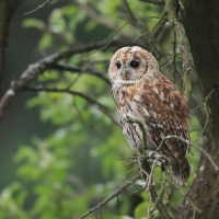 Puszczyk - Tawny Owl