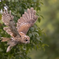 Puszczyk - Tawny Owl