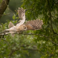 Puszczyk - Tawny Owl