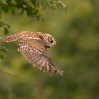 Puszczyk - Tawny Owl