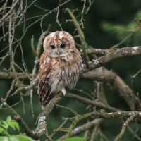 Puszczyk - Tawny Owl