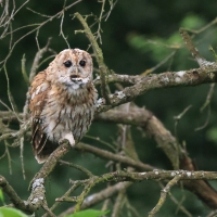 Puszczyk - Tawny Owl