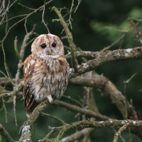 Puszczyk - Tawny Owl