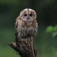 Puszczyk - Tawny Owl