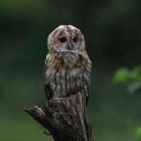 Puszczyk - Tawny Owl