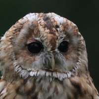 Puszczyk - Tawny Owl