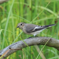 Muchołówka żałobna - Pied Flycatcher