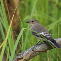 Muchołówka żałobna - Pied Flycatcher