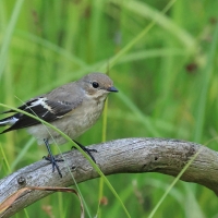 Muchołówka żałobna - Pied Flycatcher