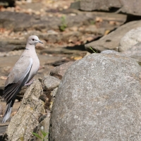 Sierpówka - Eurasian Collared Dove