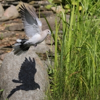 Sierpówka - Eurasian Collared Dove