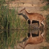 Jeleń szlachetny - Red deer