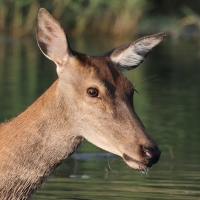 Jeleń szlachetny - Red deer