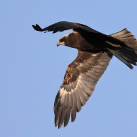 Błotniak stawowy - Western Marsh Harrier