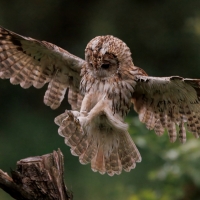 Puszczyk - Tawny Owl