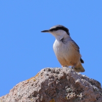 Kowalik skalny - Western Rock-Nuthatch
