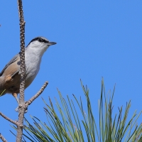 Kowalik skalny - Western Rock-Nuthatch