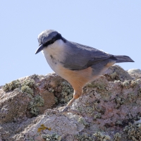 Kowalik skalny - Western Rock-Nuthatch