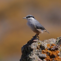 Kowalik skalny - Western Rock-Nuthatch