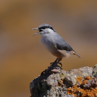 Kowalik skalny - Western Rock-Nuthatch