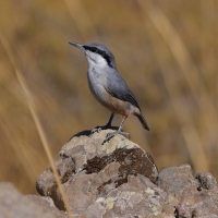 Kowalik skalny - Western Rock-Nuthatch