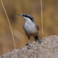 Kowalik skalny - Western Rock-Nuthatch