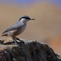 Kowalik skalny - Western Rock-Nuthatch