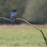 Kruk - Common Raven