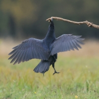 Kruk - Common Raven