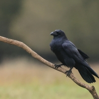 Kruk - Common Raven