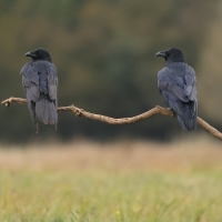 Kruk - Common Raven