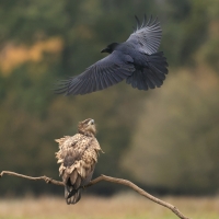Kruk - Common Raven