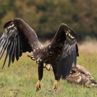 Bielik - White-tailed Sea Eagle