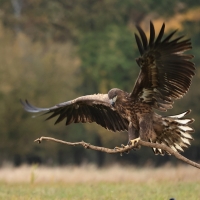 Bielik - White-tailed Sea Eagle