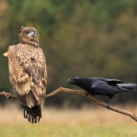 Bielik - White-tailed Sea Eagle