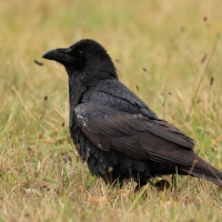 Kruk - Common Raven