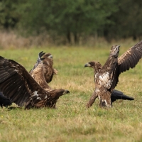 Bielik - White-tailed Sea Eagle