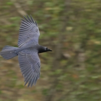 Kruk - Common Raven