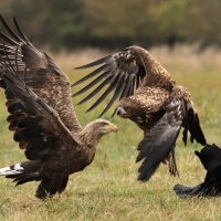Bielik - White-tailed Sea Eagle