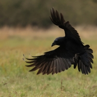 Kruk - Common Raven