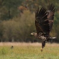 Bielik - White-tailed Sea Eagle